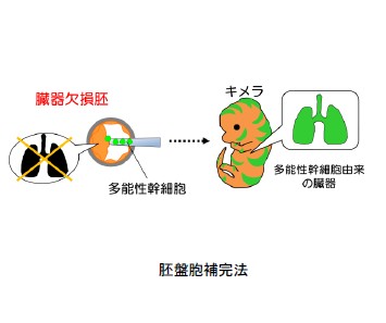 胚盤胞補完法