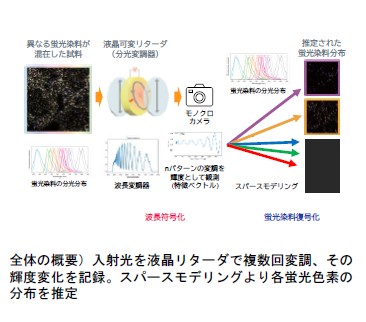 スパースモデリングより各蛍光色素の 分布を推定