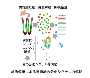 細胞解析による胃組織の分化シグナルの解明