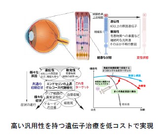 高い汎用性を持つ遺伝子治療を低コストで実現