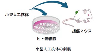 小型人工抗体の創製