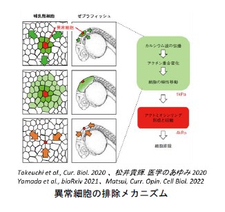 異常細胞の排除メカニズム