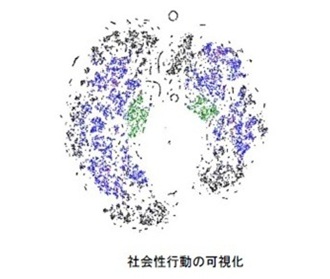 社会性行動の可視化