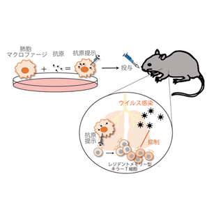 次世代の細胞移植型ワクチンの開発に期待